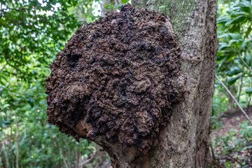 A burl / burr of mango tree， burl / burr is a tree growth in which the grain has grown in a...