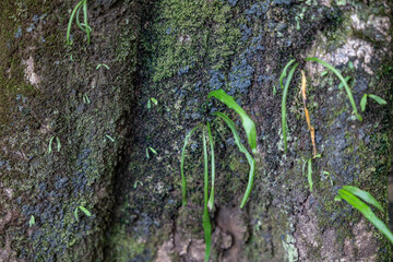 Lepisorus thunbergianus, Lepisorus is a genus of ferns in the family Polypodiaceae, subfamily...