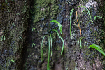 Lepisorus thunbergianus, Lepisorus is a genus of ferns in the family Polypodiaceae, subfamily Microsoroideae. Makiki Valley Trail, Honolulu, Oahu, Hawaii
