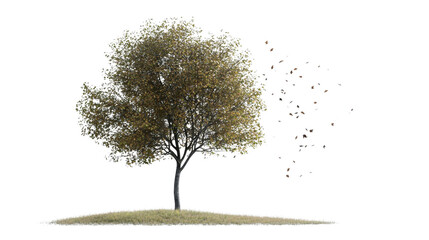 Fototapeta premium Tree with falling leaves around Transparent background, PNG