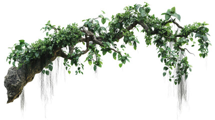 Tree with hanging vines, tropical feel Transparent background, PNG
