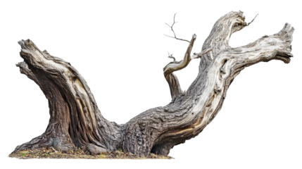 Tree with split trunk, natural growth pattern Transparent background, PNG