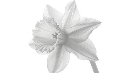 White daffodil flower Transparent background, PNG