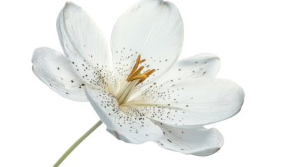 White lily flower Transparent background, PNG