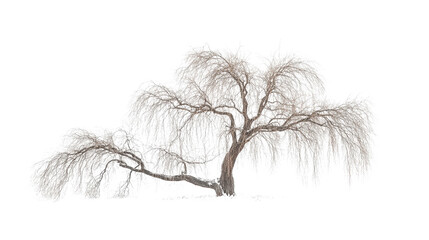 Obraz premium Willow tree with drooping branches Transparent background, PNG