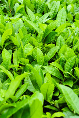 Spring's Xinyang Maojian Tea Garden