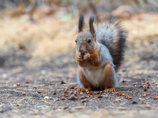 Squirrel in autumn hides nuts on the green grass with fallen yellow leaves