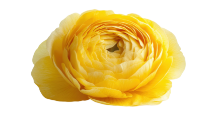 Yellow buttercup Transparent background, PNG