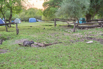 Plains viscacha or vizcacha, Lagostomus maximus, entering its burrow at dawn, in the camping area of El Palmar National Park, Entre Rios, Argentina.