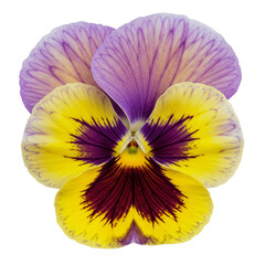 pansy flower isolated on white
