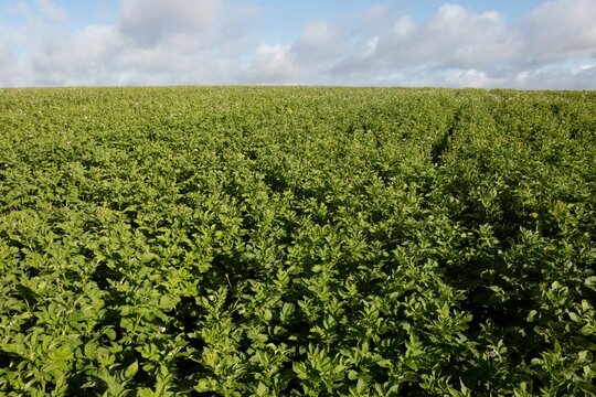 Fototapeta Flat design is showing expansive field of green crop rows stretching under partly cloudy sky