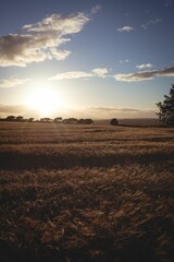 Golden wheat stalks are waving under sunset sky in flat design, with distant tree line