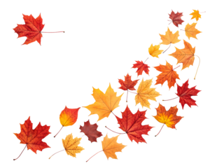 autumn leaves scattered digital illustration