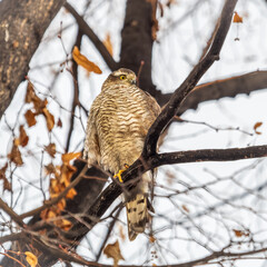 A Eurasian sparrowhawk perched on a branch of a tree outdoors.