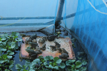 frog in the water