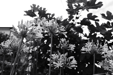 アガパンサスの花（白黒）