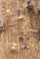 the structure of the damaged bark of a tree, stem pests in nature, close-up