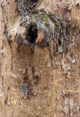 the structure of the damaged bark of a tree, stem pests in nature, close-up