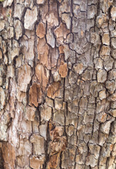 the structure of the damaged bark of a tree, stem pests in nature, close-up
