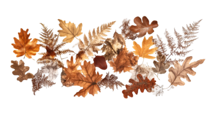Autumnal Leaf Collection A Panoramic Arrangement of Dried Fall Foliage