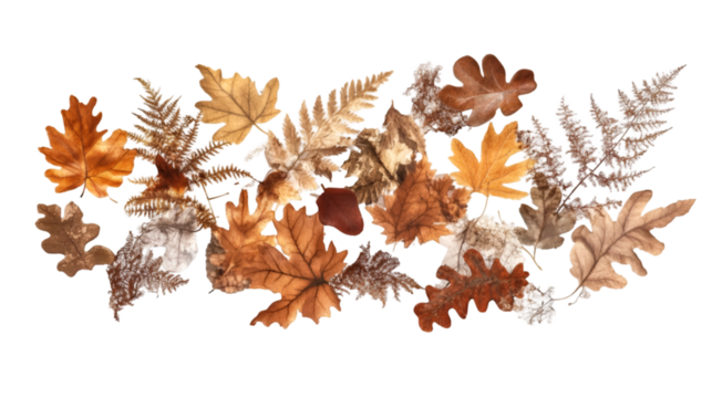 Autumnal Leaf Collection A Panoramic Arrangement of Dried Fall Foliage