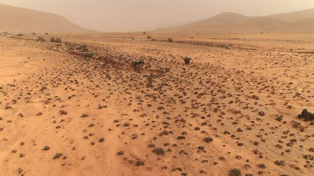 Aerial view of goats in desert, Morocco
