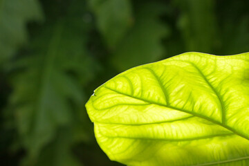 Close-up on the veins of a large back lit tropical green leaf growing outdoors in a garden