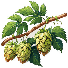 Hop cones on a branch color vector illustration. Image of an ingredient for beer with leaves on an isolated background. For packaging and design