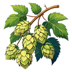 Hop cones on a branch color vector illustration. Image of an ingredient for beer with leaves on an isolated background. For packaging and design