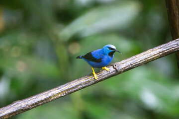 A Shining Honeycreeper in Costa Rica
