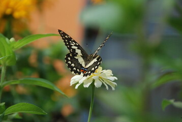butterfly on a flower