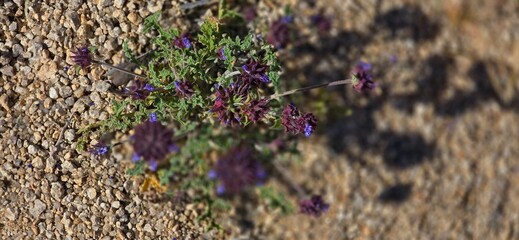 lavender field in provence france