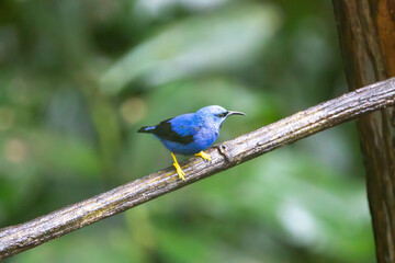 A Shining Honeycreeper in Costa Rica