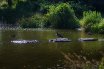 ducks on the lake