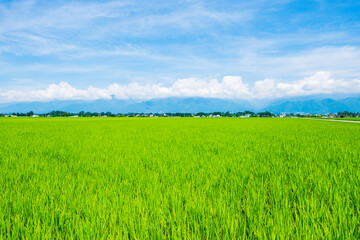田園風景　田んぼ　夏