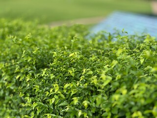 close up of fresh herbs