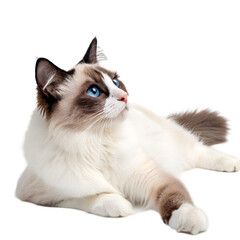 A beautiful ragdoll cat with striking blue eyes lies peacefully on a white background, showcasing its soft, fluffy fur and relaxed posture, isolated on transparent background