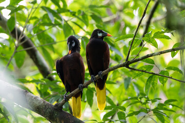Oropendola's in Costa Rica