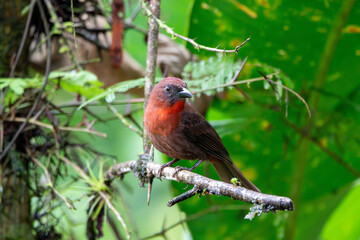 A Red-throated Ant-Tanager in Costa Rica