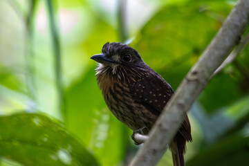 A White-whiskered Puffbird in Costa Rica