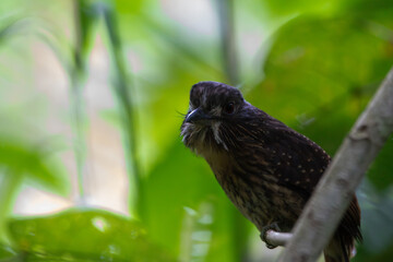 A White-whiskered Puffbird in Costa Rica