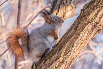 Squirrel in winter sits on a tree trunk with snow