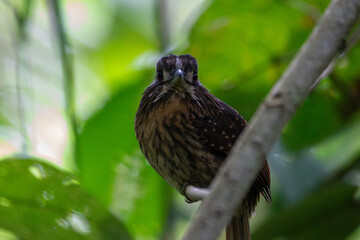 A White-whiskered Puffbird in Costa Rica