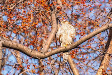 A Eurasian sparrowhawk perched on a branch of a tree outdoors.