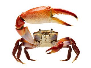 ''Fiddler Crab (Uca species) Isolated on transparent Background.''