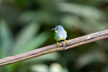 Obraz premium A female Shining Honeycreeper in Costa Rica