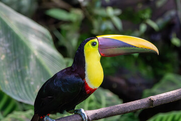 A Yellow-throated Toucan in Costa Rica