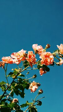 peach-colored spray rose branch viewed from below against blue sky vibrant natural floral scene
