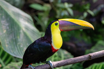 A Yellow-throated Toucan in Costa Rica
