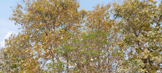 teak tree with blue sky and white clouds 